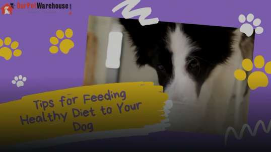 ⁣Tips for Feeding Healthy Diet to Your Dog