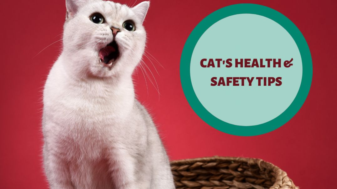 ⁣How to Keep Your Cat Healthy & Happy